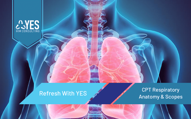 2020 CPT Respiratory System Anatomy & Scopes | Ceus Included