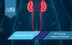 2020 CPT Urology Anatomy & Scopes | Ceus Provided